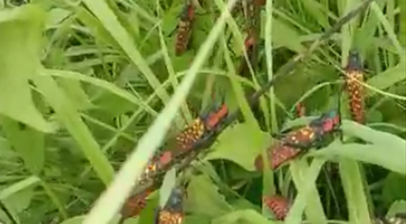 Adult spotted grasshoppers in the fields of Manipur Makhan village -IFP