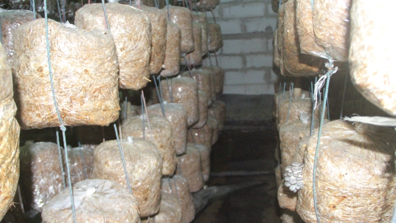 mushroom cultivation