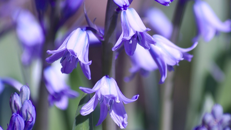 bluebell