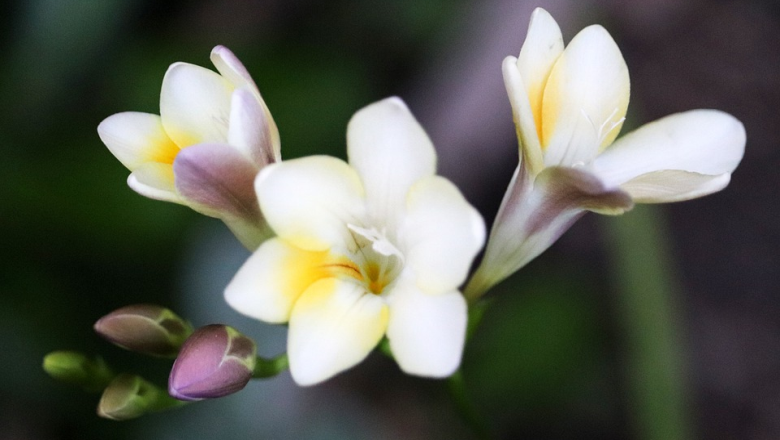 freesia