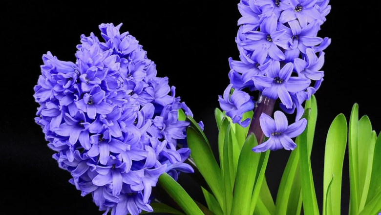 Hyacinth