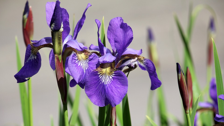 iris