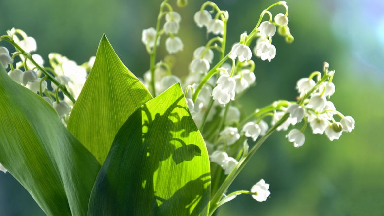 lily of the valley