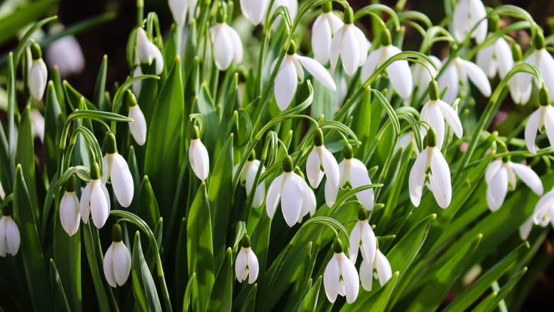 snowdrop