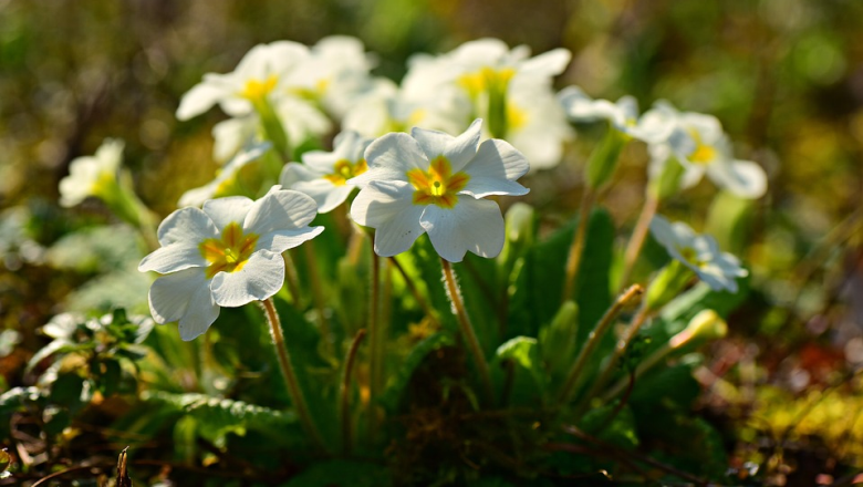 primrose