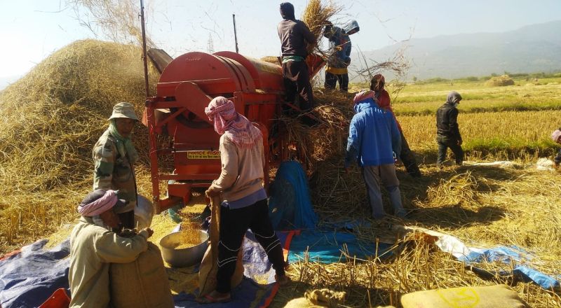 manipur farmers, paddy yield