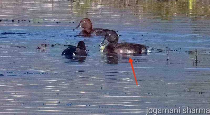 Baer Pochard