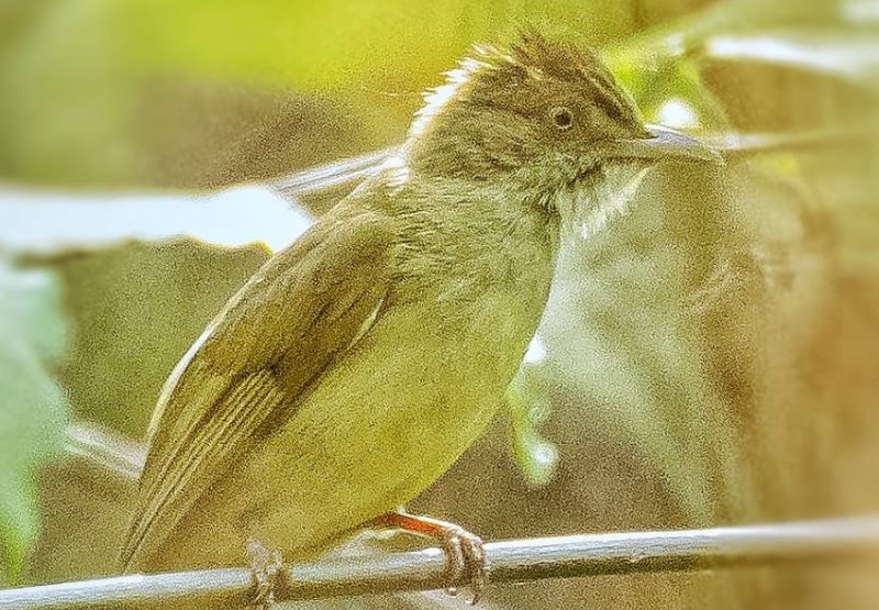 Grey eyed bulbul, wildbird