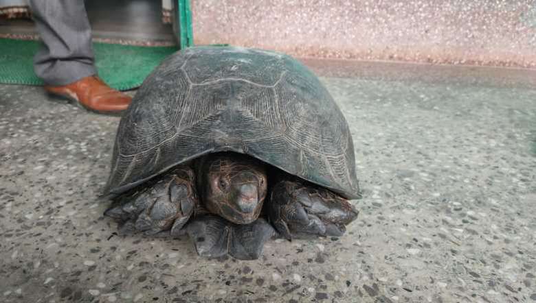 Endangered Asian Giant Tortoise Rescued In Tamenglong