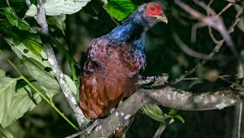 Hunting stopped, but Manipur State Bird Nongin faces extinction