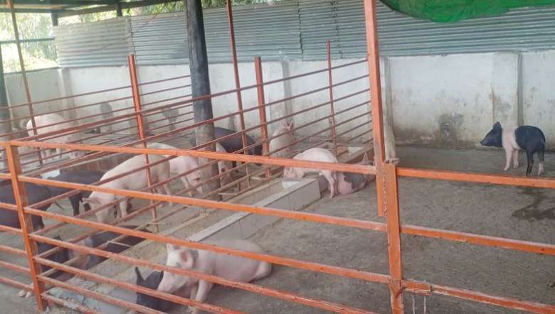 Livestock farming has great potential in Manipur'