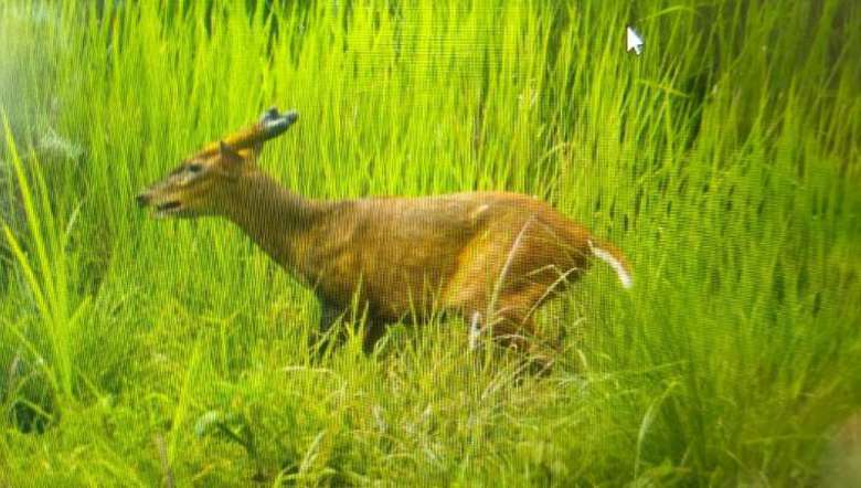 Several endangered wild animals found in Manipur's Kuilong village