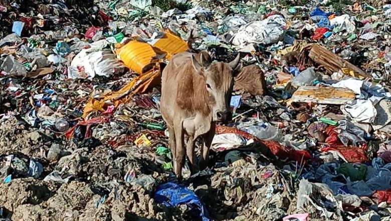 Unfenced waste plant poses threat to cattle’s health in Imphal