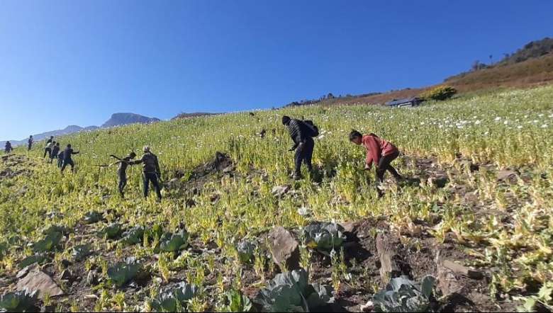 War Against Drugs Villagers destroy 6 7 acres of poppy plantation in Kangp IQddkkm